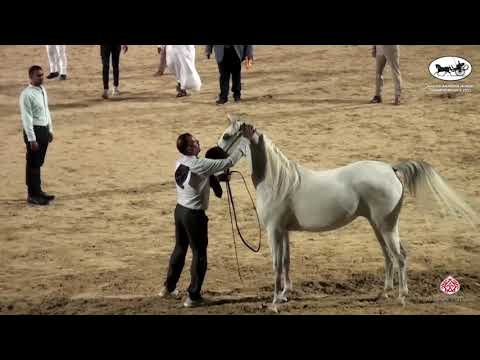 N 88 SABIKA AL NILE   Rabab Arabian Horse Championships   Mares 4 6 Years Old Class 4B
