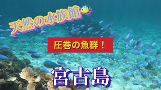 OCEAN KNG (旧GRAT!S!SUP)