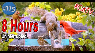 Cat TV 😻 8 Hours of Birds 🐦 and Squirrels 🐿Feeder and a Birdbath Uninterrupted CatTV