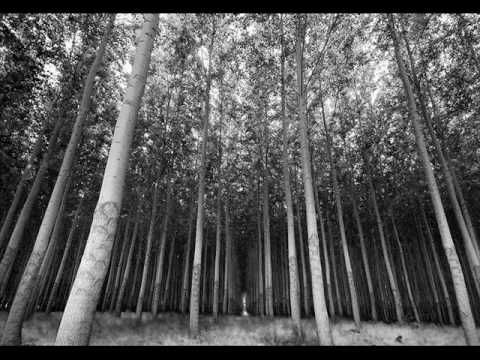 A Death Cinematic - The Forests Weep For Their Trees Are Burning