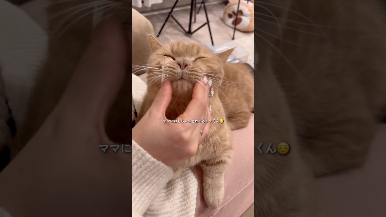 何されても無抵抗な、短足マンチカンのルナくんが可愛すぎておもちゃにしてしまいます😂