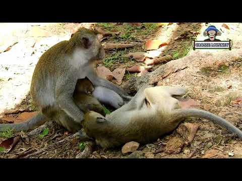 OMG! Jane cruell attacking to Janet, even Janet want steal milk, Jane screaming by face terriblle