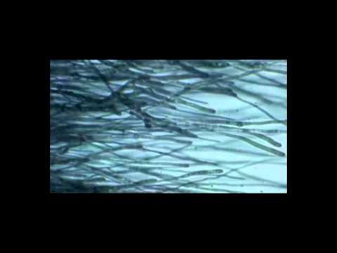 Olympic Petr Janda s tebou stara verze_newton.mpg