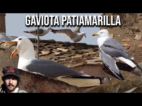 Čajka žltá (Larus michahellis) — 4K záber druhu