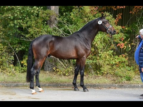 Trakehner Hengst "Eichengold" von Schwarzgold - Gribaldi