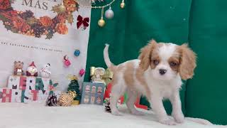 キャバリアの動画01