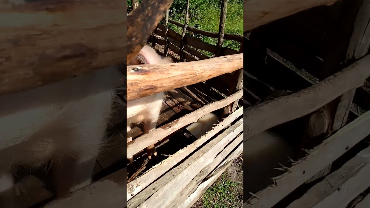 Income generating project.