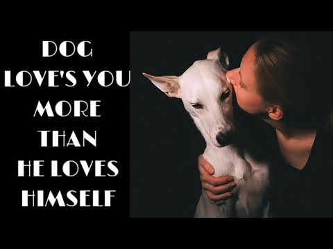 Dog Love Scene | कृपया देखें कि उसने अपने पालतू कुत्ते के साथ क्या किया | Love reaction with dog | 2