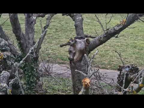 Brněnský masakr motorovou pilou - jak NEŘEZAT ovocné stromy