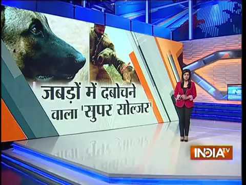 Belgian Shepherd dog