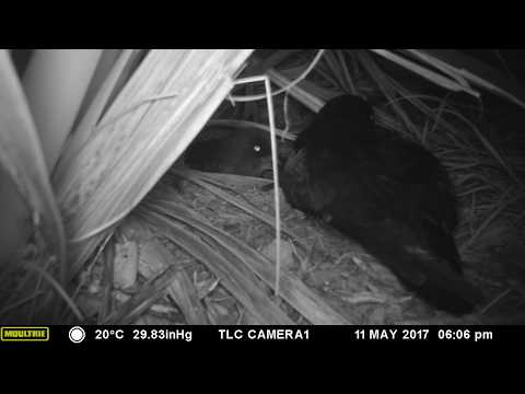 Grey Faced Petrels Nesting