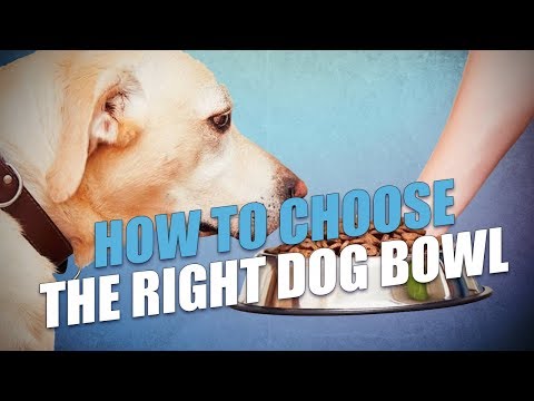 How To Choose the Right Dog Bowl