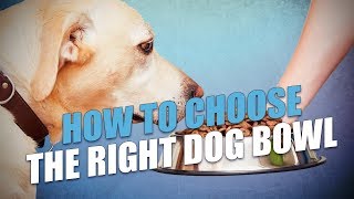 How To Choose the Right Dog Bowl