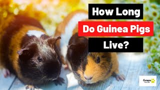 How long do guinea pigs live as pets?