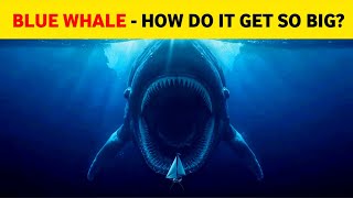 Secrets of the Blue Whale: Earth’s Largest Creature Revealed!