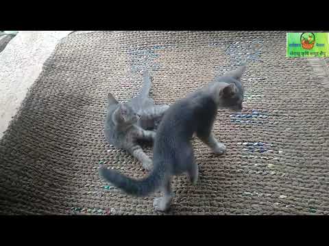 Who will win the cat fight?