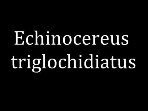 How to pronounce Echinocereus triglochidiatus