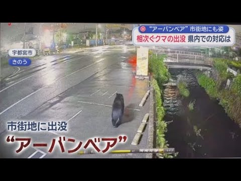 YouTube Video 【全国で異変】住宅街にクマ…なぜ今増加？“アーバンベア”対策でセンサーカメラ設置現場密着　静岡・富士市
