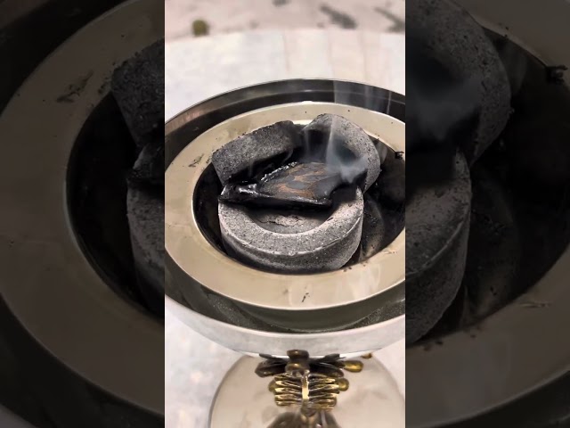 عود تايقر كمبودي