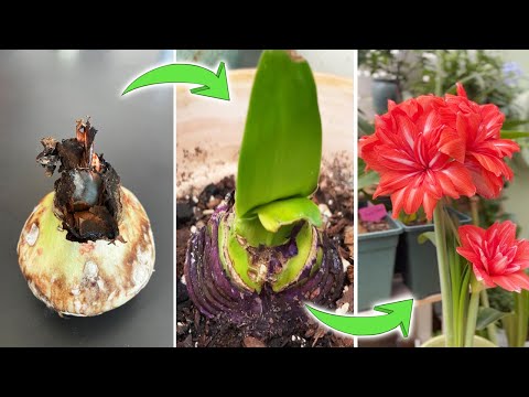 You'll Be Surprised How I Rescue a Rotten Amaryllis And Bring It to Life