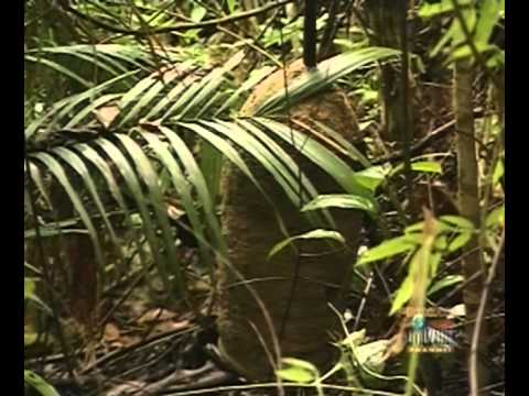 Ray Mears' World Of Survival S02E03 - Headwaters Of The Orinoco