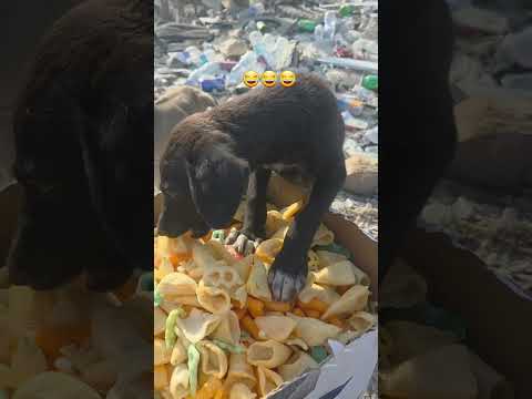 هاي حته شابس جبتلهن حته لا يعضني بعد