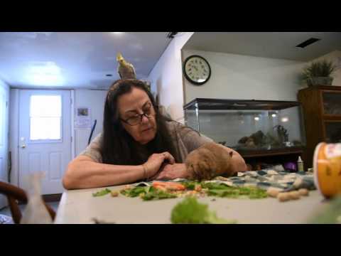 Syracuse Com Pets