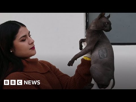 Cat covered in cartel gang tattoos discovered in Mexican prison after riot - BBC News