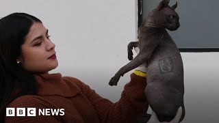 Cat covered in cartel gang tattoos discovered in Mexican prison after riot - BBC News