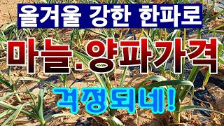 [텃밭농부.905]  올해 마늘 양파값 걱정되네..