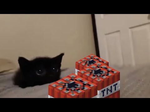 this needs to be the official video of cat go boom.