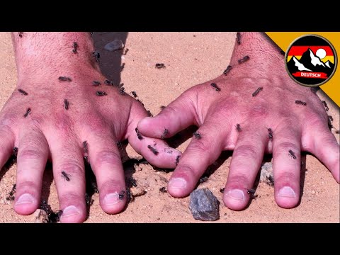 AMEISENANGRIFF! Beißen die Ameisen oder stechen sie? Auf Spurensuche | Brave Wilderness Deutsch