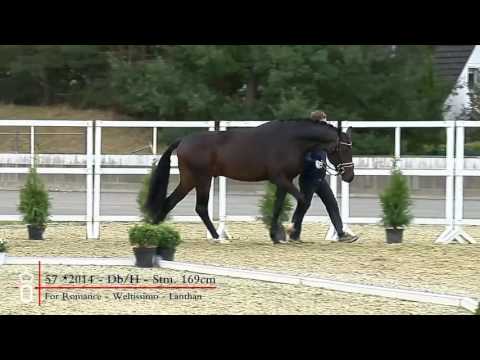 57 Hengst v  For Romance   Weltissimo