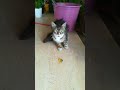 Tabby Cat Meowing In A Low Voice Is Acting Timid Cat Cats Theplanetofcats