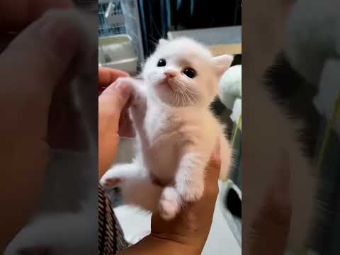 bili cote jaago 🥰#viral #bilibili #funny 🥰#cate #cat #catlover #caty #foryou 🐱#cute☺️ #catty