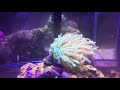 My first saltwater aquarium My first saltwater aquarium