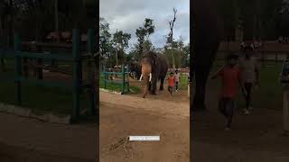 Bheema elephant @mathigodu elephant camp
