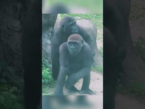 Jabali and Ringo share loving piggyback rides and hugs