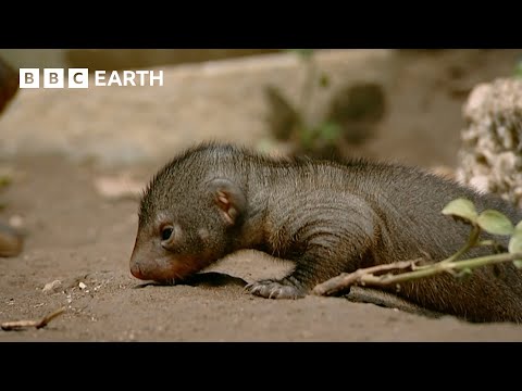 Mongoose Synchronised Birthing Strategy | Animal Super Parents | BBC Earth