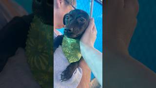 Video preview image #1 Chihuahua-Unknown Mix Puppy For Sale in Phoenix, AZ, USA
