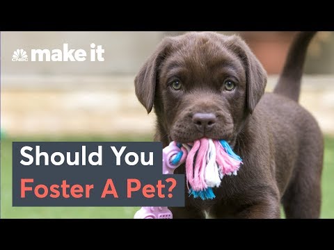 Should You Foster A Pet To Manage Stress?