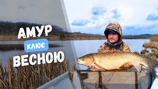 Коропова рибалка навесні: снасті, прикормка, тактика 