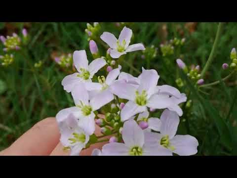 Leicht erkennbare, essbare Wildpflanzen - Teil 5