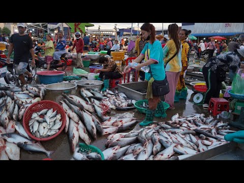 Cambodian Early Morning Fish Market - The First Site Distribute Fish, Dry Fish & Seafood @Prek Phnov