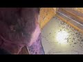 Large Carpenter Ant Infestation Under Attic Insulation in Parlin, NJ