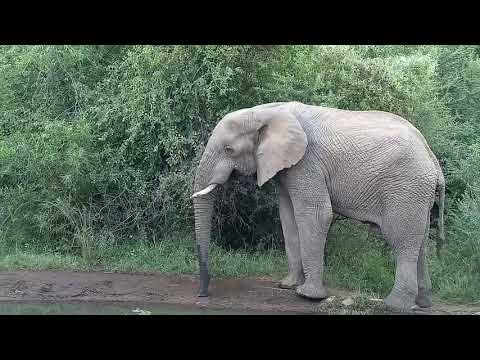 Kwa:  Lone Elephant bull getting a drink - 17:30 - 05/08/19