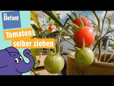 Wie wachsen Tomaten? | Der Elefant | WDR