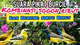 Download lagu Suara Pikat Burcil Kombinasi Sogon Ribut Dan Burung Sirtu Ribut mp3 Download lagu Suara Pikat Burcil Kombinasi Sogon Ribut Dan Burung Sirtu Ribut mp3