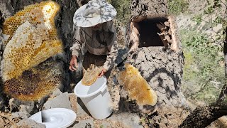 Excursie la munte: Căutând miere sălbatică dintr-un trunchi de copac! | Aventură nomadă pe YouTube