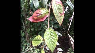 disorder rememberance day